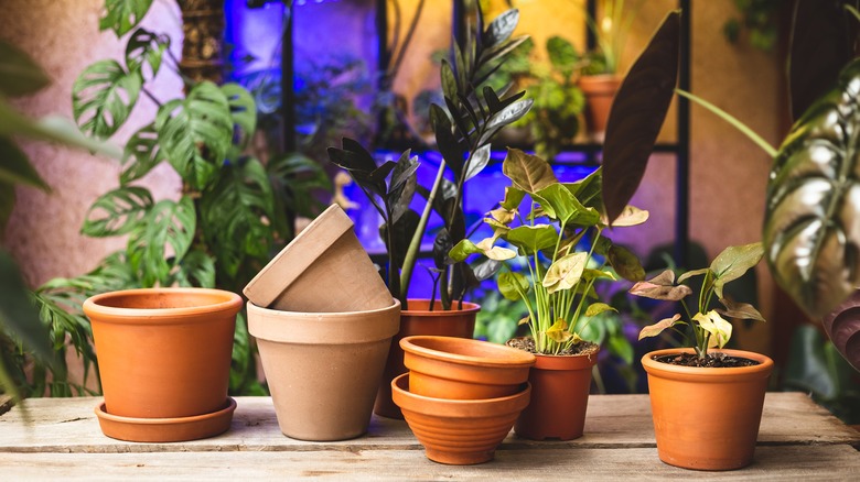orange terracotta pots with plants