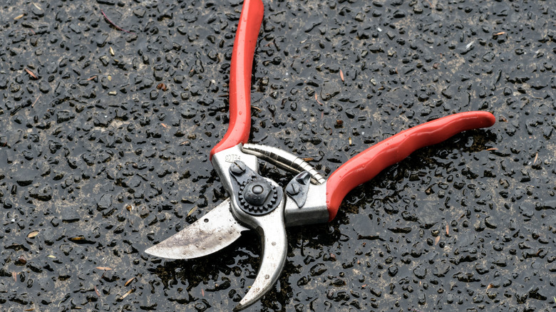 Orange FELCO pruners on the ground