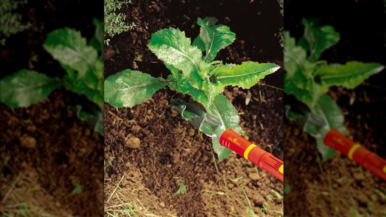 A WOLF-Garten weed remover in use in a garden