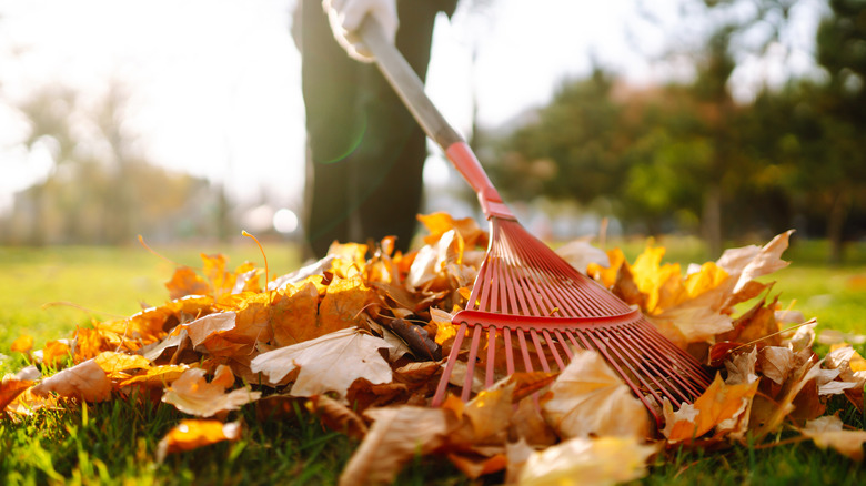 raking leaves