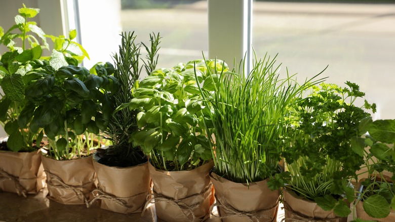 potted herbs on window sill