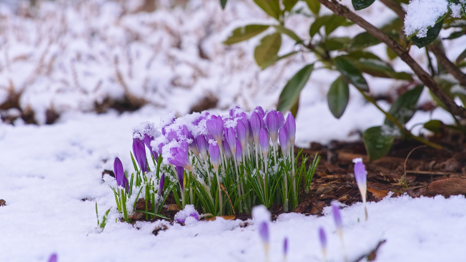 5 Flowers Perfect For A Vibrant Winter Garden 5-flowers-perfect-for-a-vibrant-winter-garden