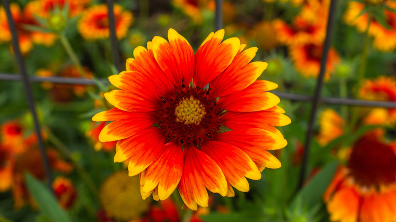 Closeup of a stunning orange and yellow blanket flower bloom