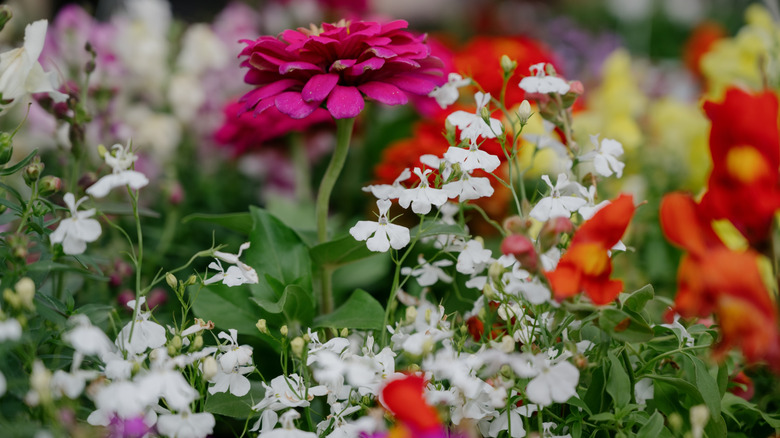 A bright selection of flowering plants for sale at a garden center