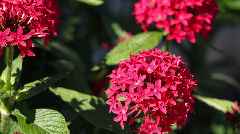 Closeup of the stunning pentas flowers in brilliant red