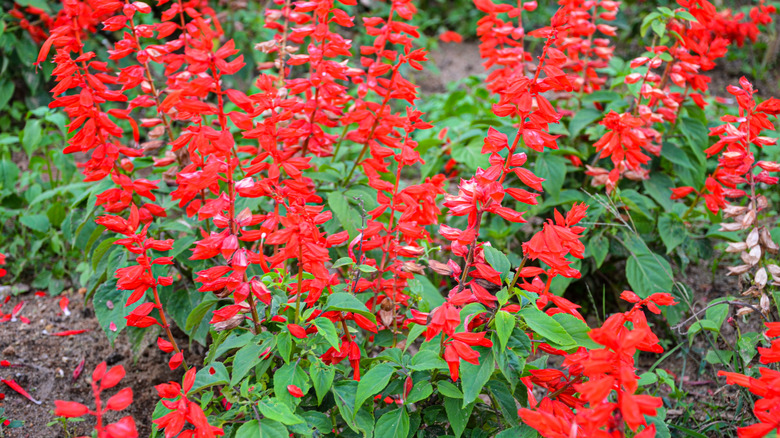 Stunning scarlet sage flowering in a garden bed