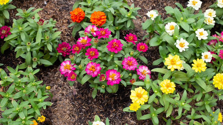 Colorful zinnias in a mulched garden bed