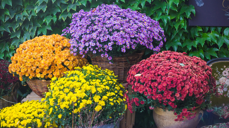 Different colored potted mums
