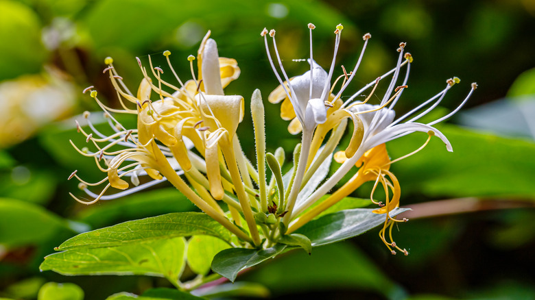 Close-up of honeysuckle flower