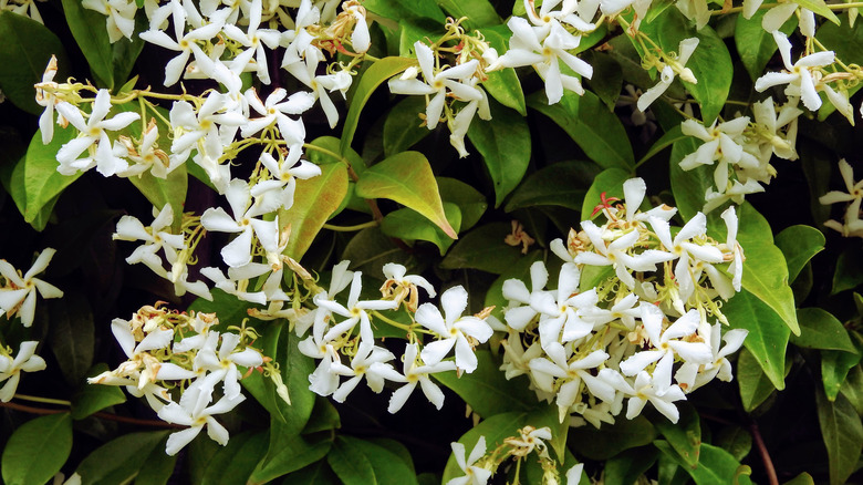 Close-up of jasmine flowers