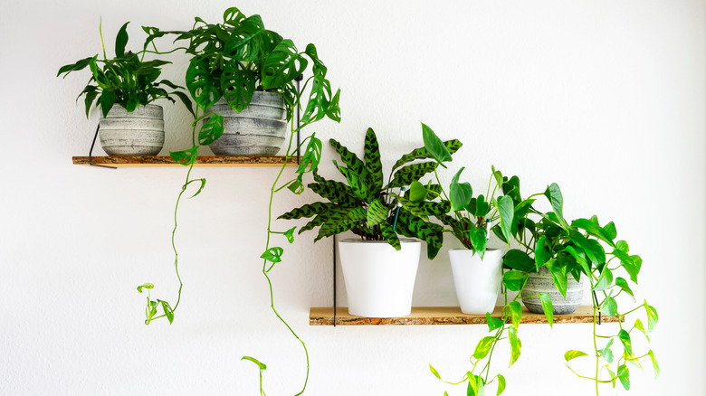 plants on two shelves