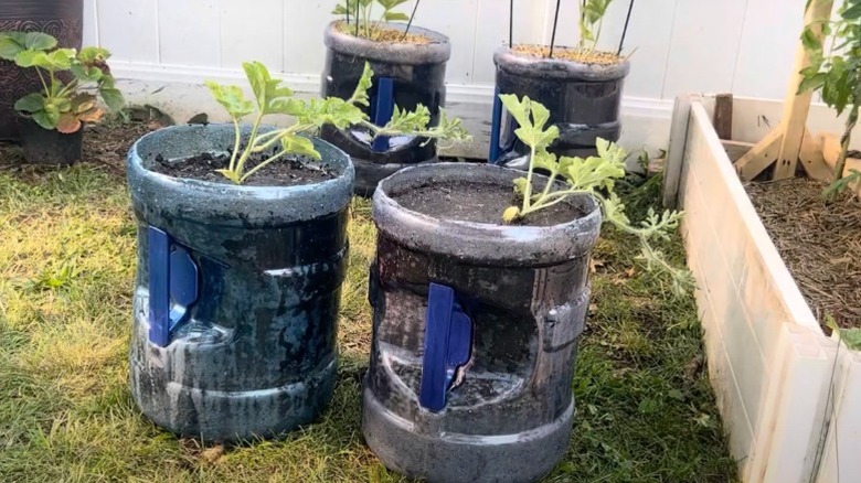 Planters made of water jugs
