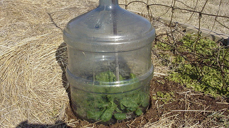 A water jug used as DIY greenhouse