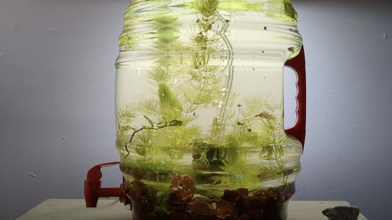 Photo of a DIY aquarium