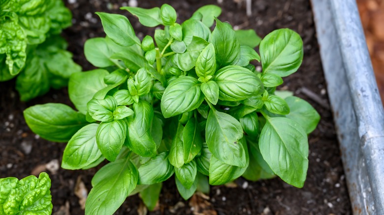 Healthy lush basil plant