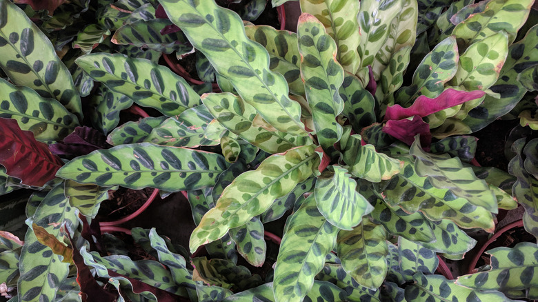 rattlesnake plant