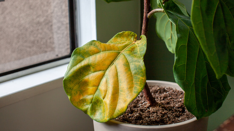 Fiddle leaf fig