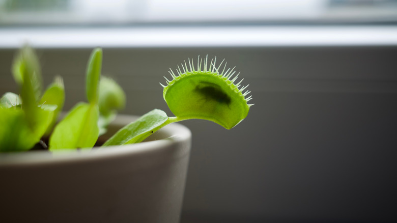 venus flytrap