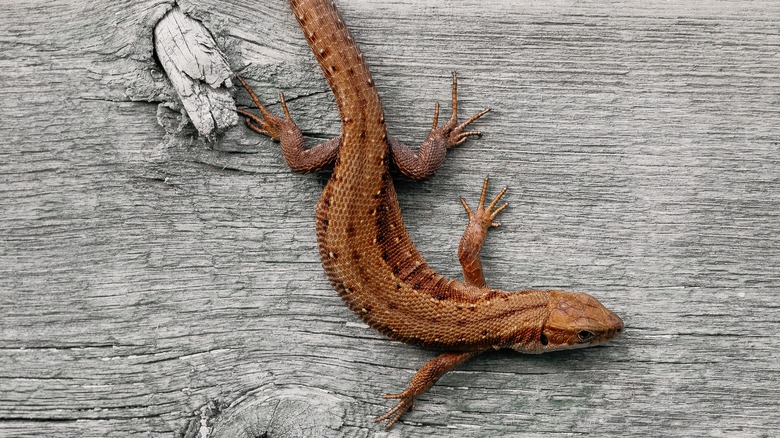 Lizard on piece of wood