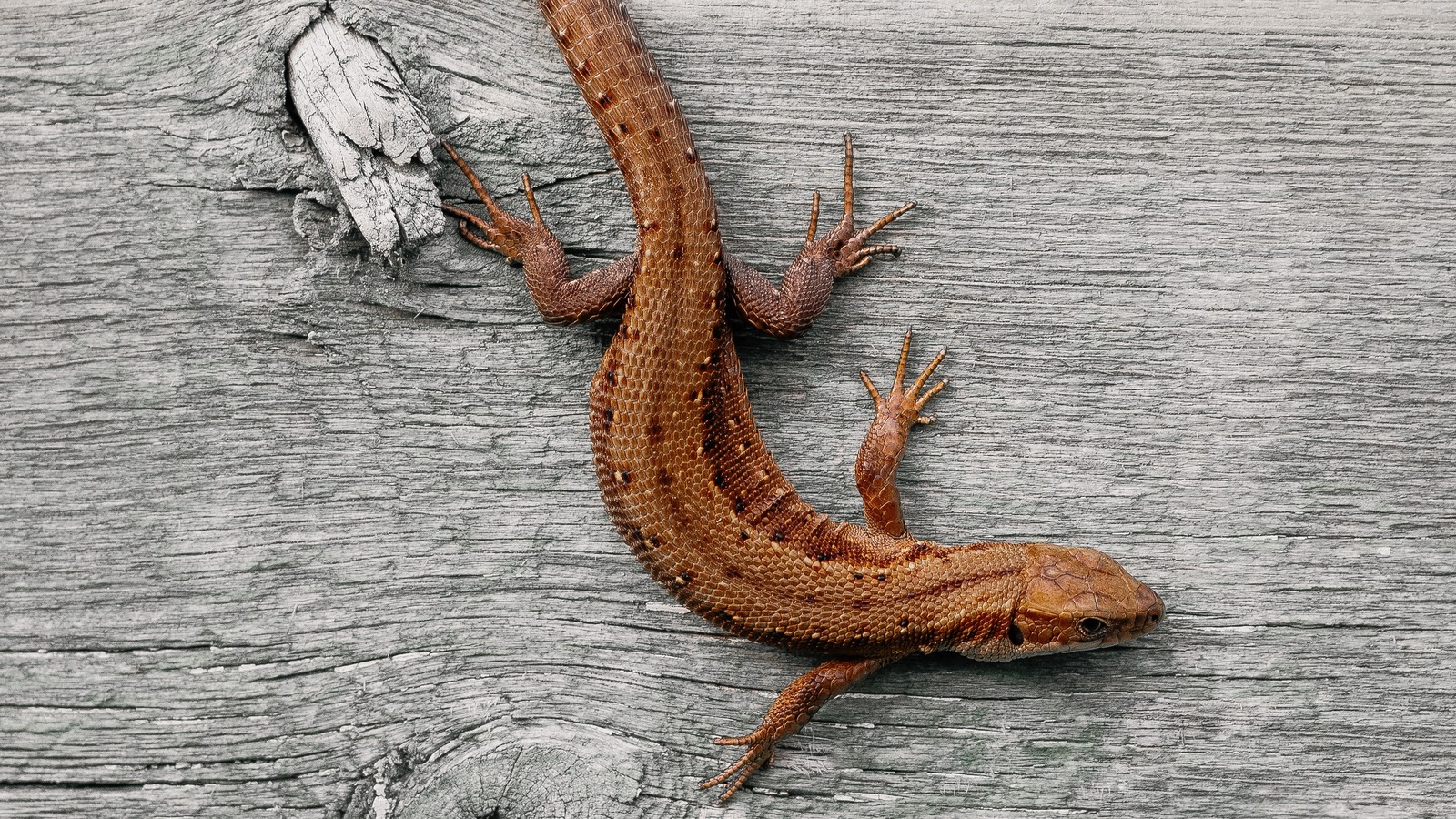 5 Humane Ways To Get Rid Of Lizards In Your Home