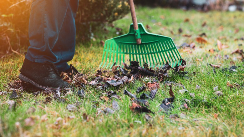 raking leaves in yard