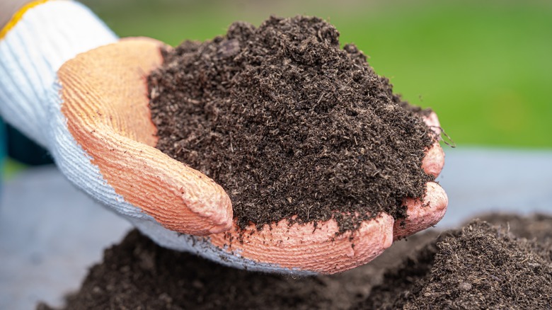hand holding peat moss