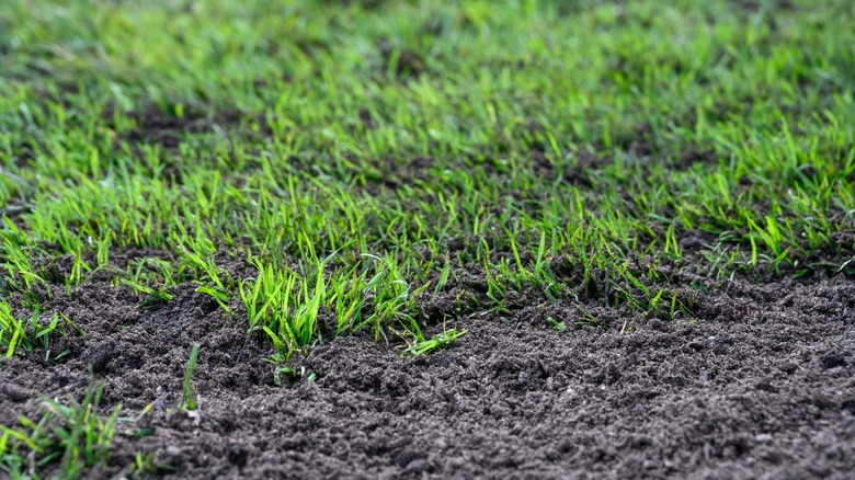grass growing through topsoil