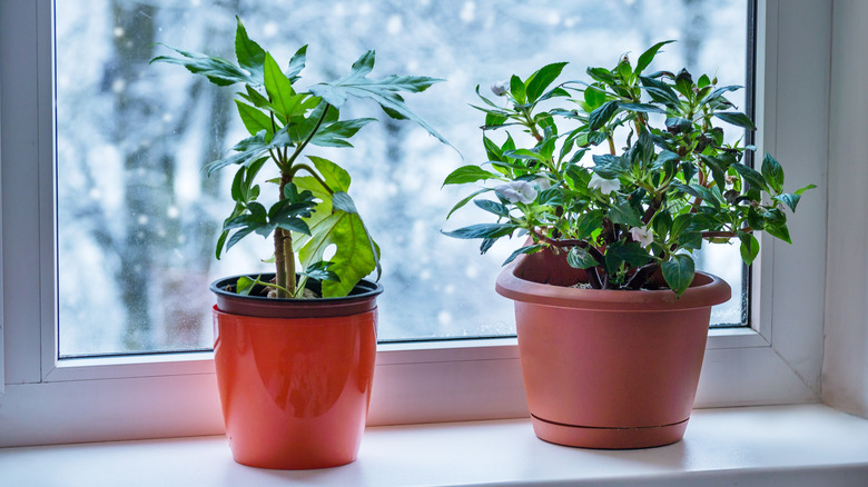 potted plants by winter window