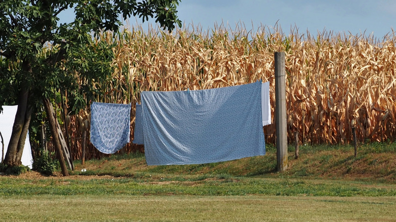 A concrete clothesline post standing in front of a cornfield with sheets on the line.