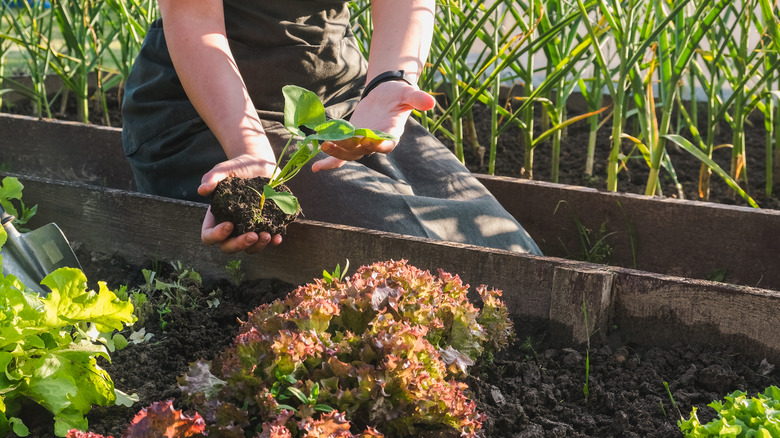 person holding a plant