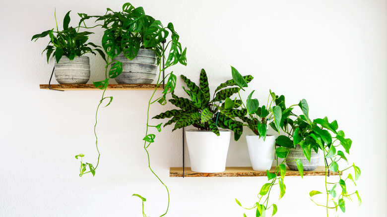 Houseplants on shelves