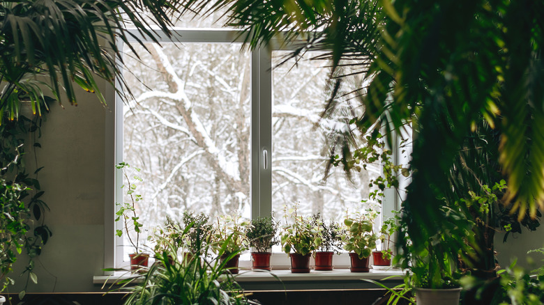 Plants and snowy window