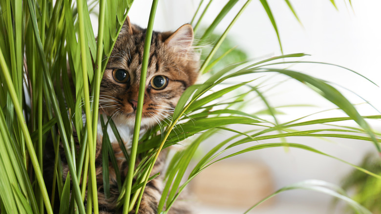 Cat sitting inside a plant
