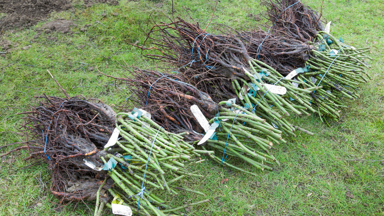 bare root rose bushes
