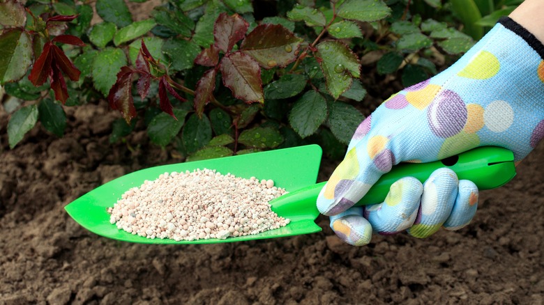 trowel of plant fertilizer 