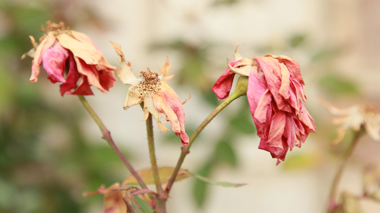 dying roses during winter