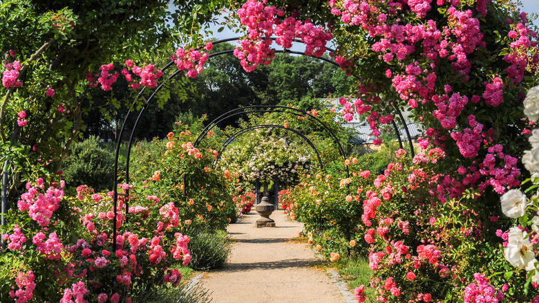 arch of rose bushes