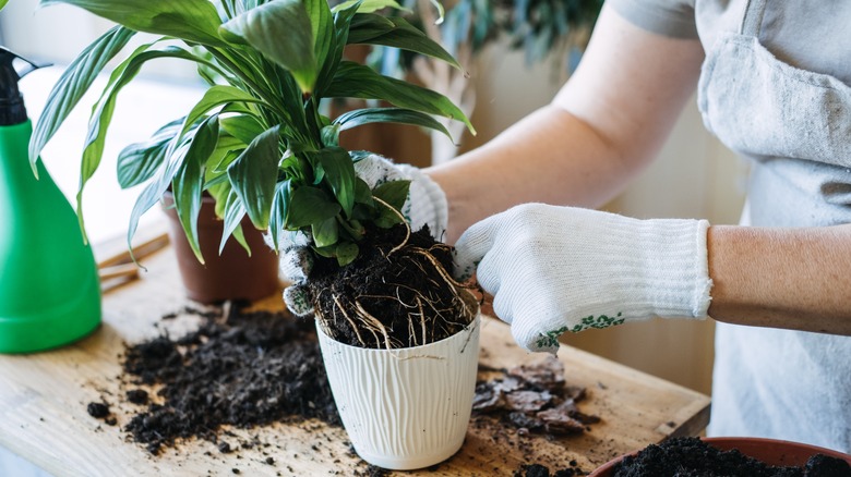 replanting plant in pot