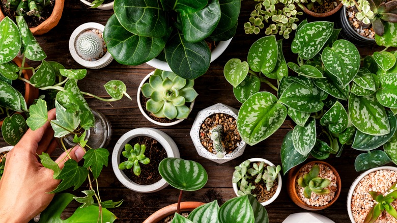 houseplants in pots on table