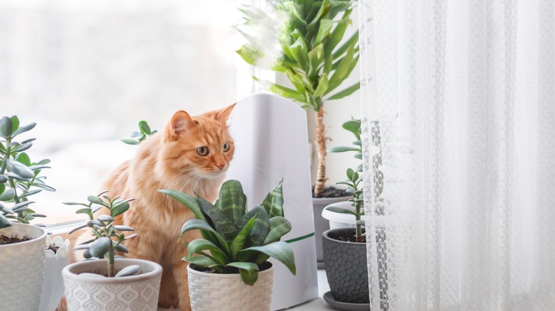 orange cat with potted houseplants