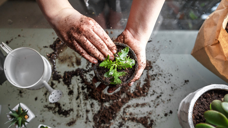 Hands repotting a seedling