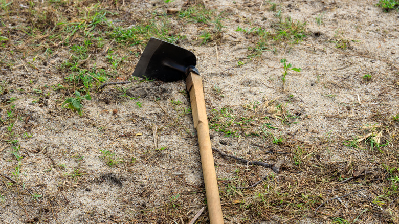 garden tool laying on yard with significant bald patches
