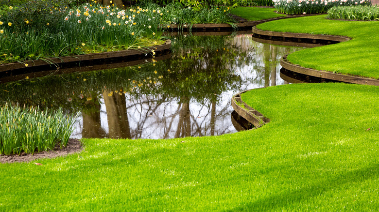 lush green grass beside pond