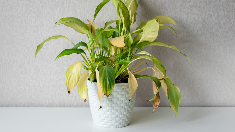 Plant dying with yellow leaves