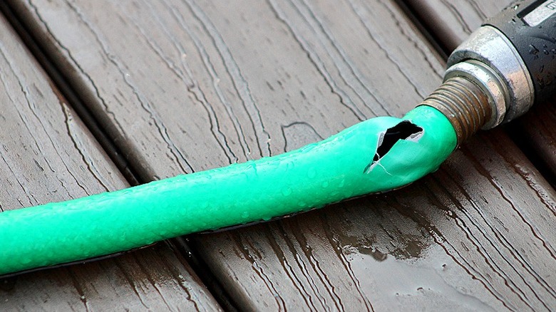 A green garden hose with a large puncture near the ferrule closest to the nozzle