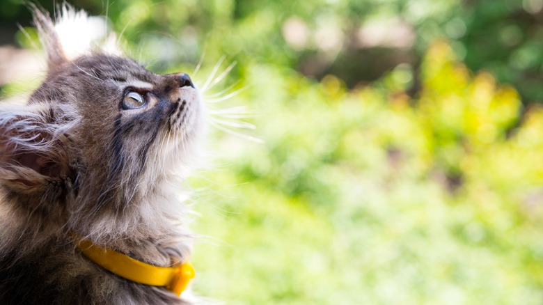 cat with yellow collar outside