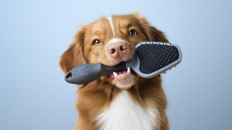 Dog holding brush