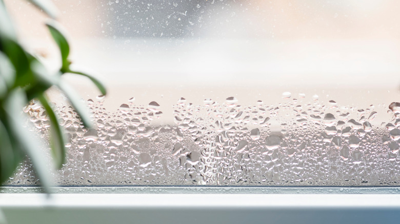 condensation formed on window