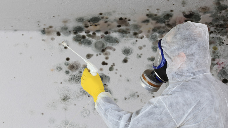 professional removing mold