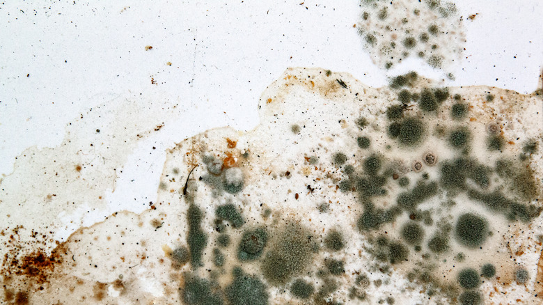 multicolored mold on wall